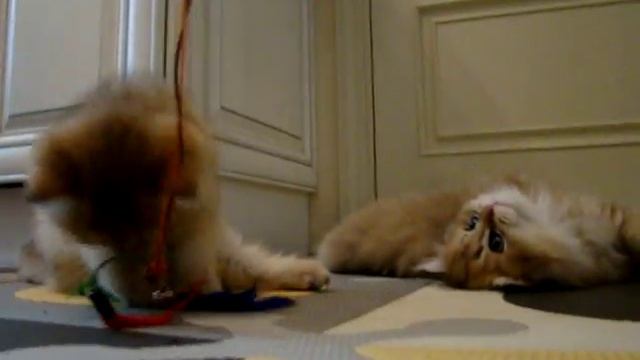 Котята золотые шиншиллы