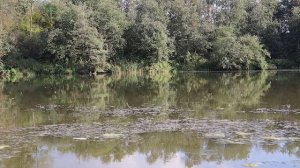 Что нужно делать чтобы поймать крупного карпа в июне июле?