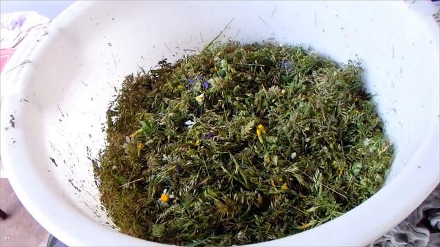 БОЛЬШАЯ ЗАГОТОВКА ЗЕЛЕНИ ДЛЯ ПОПУГАЯ НА ЗИМУ. Трава для попугая.