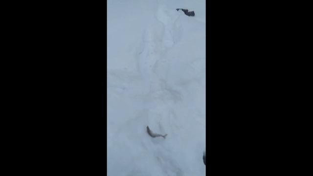 Зимняя рыбалка на малой речушке часть 2.Хариус.Рыбалка выходного дня.Тайга,лес,север.Коми. смотреть онлайн