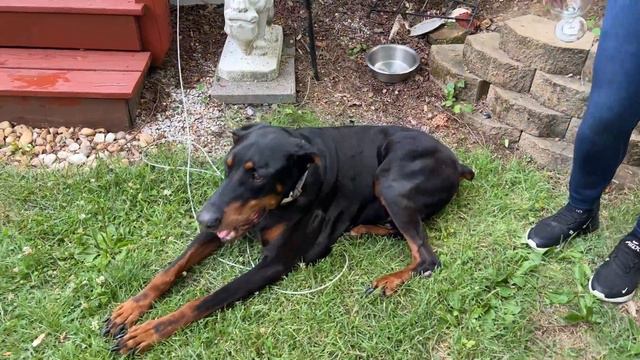 A Doberman Pinscher Tests A Rottweiler for Dominance смотреть онлайн