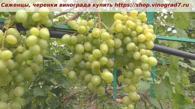 Виноград Супер экстра на 13 июля  размягчение ягод в гроздях. Ультраранний срок созревания, Пузенко