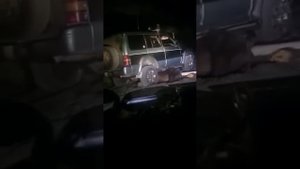 Злой медведь