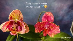 Phal. OX Luna Rosa 🌝🌹 Первое цветение азиатской орхидеи Луна Роза |Фаленопсис трилипс |Обзор сорта