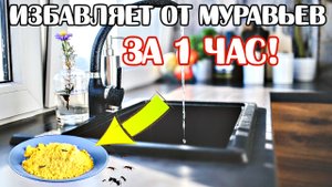 7 способов как навсегда выгнать муравьев из вашего дома и кухни. Как бороться с домашними муравьями?