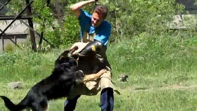 Тренинг собак - защита, послушание, след смотреть онлайн