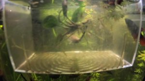 Мальки моллинезии черной. Возраст 2 месяца