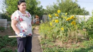 ЗАДЕЛЫВАЙТЕ СИДЕРАТЫ ПРАВИЛЬНО. Что важно учесть при заделке сидератов.