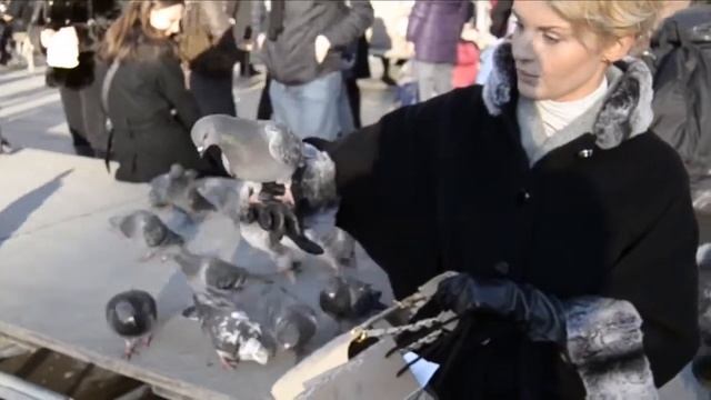 VLOG Я в Венеции, укрощаю голубей, булочка из сумки и т д KatyaWorld смотреть онлайн