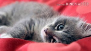 Как выпросить у родителей котёнка?? Первое видео ??