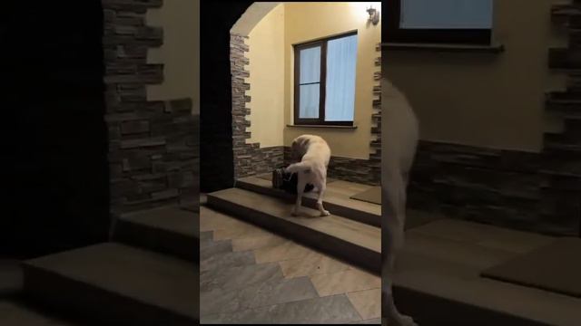 Алабай встречает хозяина . смотреть онлайн