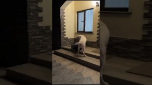 Алабай встречает хозяина .