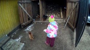 В погоне за курицами