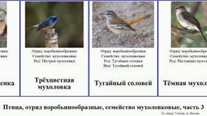 Птица, отряд воробьинообразные, семейство мухоловковые, часть 3 мухоловка чекан горихвостка чёрный