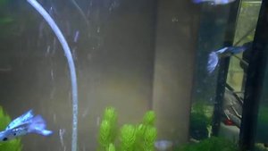 ГУППИ ГОЛУБАЯ ТРАВА.mp4