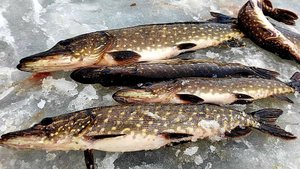 Щука на жерлицы в ЛЕСУ , Зимняя рыбалка