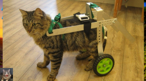 Больному коту смастерили коляску