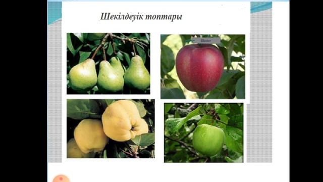Абдукаримов А.М. Қолданбалы биология. Лекция №12 смотреть онлайн