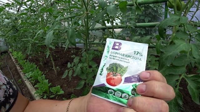 Стимуляция завязи томатов смотреть онлайн