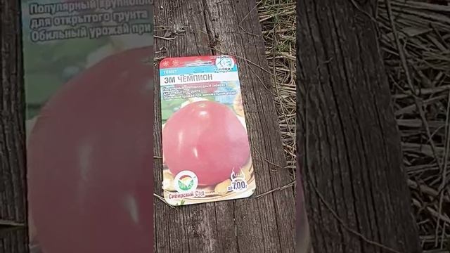 Томат Эм Чемпион, от Сибирского сада.