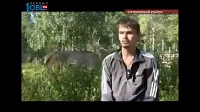 В национальном парке Зюраткуль самки марала с потомством ушли в горы смотреть онлайн