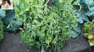 Томат Глория описание сорта и отзыв