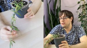 Hoya pauciflora | 30 Days of Hoya - 29 of 30