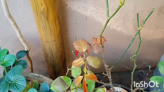 TOUR PELAS MINHAS PLANTAS 🪴🌱🌵 смотреть онлайн