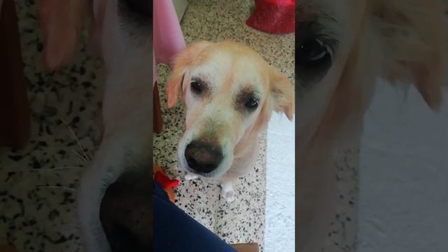 Golden Retriever Portugal. Порода собак Золотой Ретривер в Португалии 🇵🇹(2)