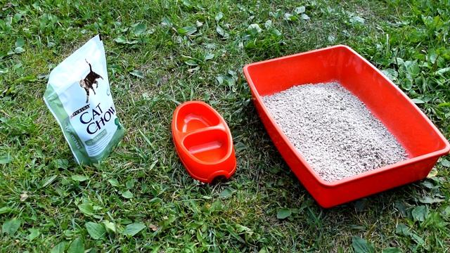 Как собрать кошку в поездку? смотреть онлайн