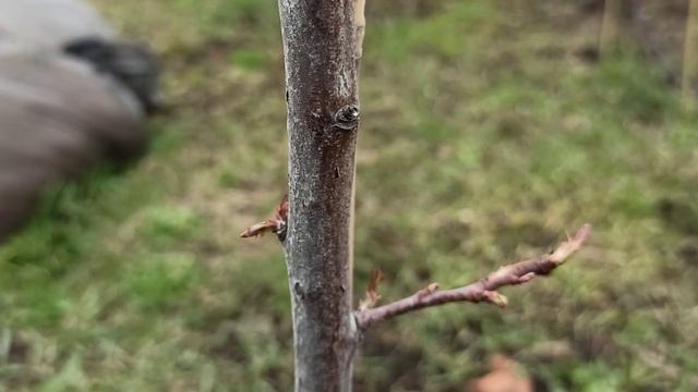 Персики перед цветением  в средней полосе. Второй год жизни.