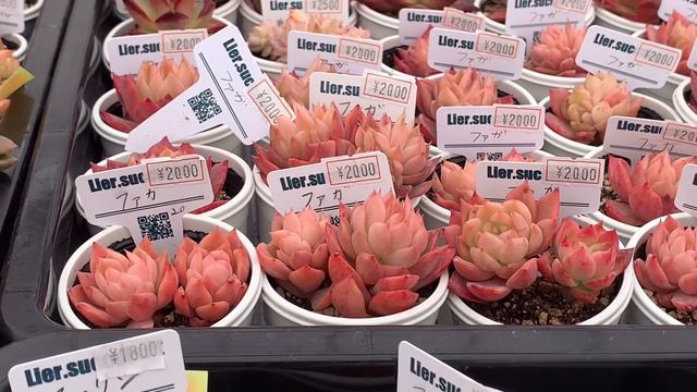 【多肉植物】【ガーデニング】第4回リエール多肉カーニバルの販売苗紹介part2‼️  多肉大好き！なりちゃんパパ　多肉奮闘記その366 смотреть онлайн