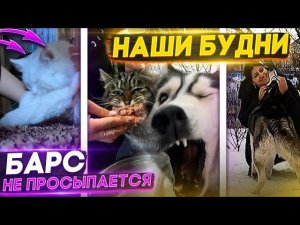 Наши рабочие будни, Приехали гости, у дедушки ДР.