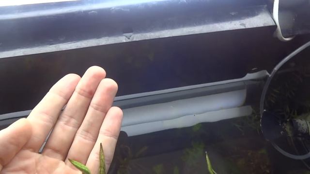 Лотос в аквариуме. Посадка семян лотоса с алиэксперсса. смотреть онлайн