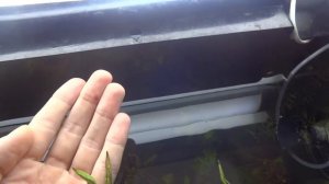 Лотос в аквариуме.  Посадка семян лотоса с алиэксперсса.