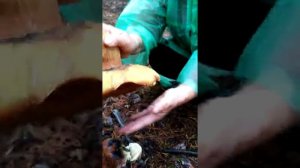 Белые грибы в мае! Путешествие из Старобельска в Северодонецкий район... ??