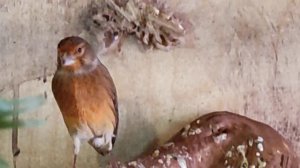 Гибрид репол-канарейка.