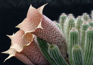 «Ластовневые (Asclepiadaceae)» РЕЛАКС АРТ-ТЕРАПИЯ ИМПРОВИЗАЦИЯ композитор Виктор Михайлович Анохин