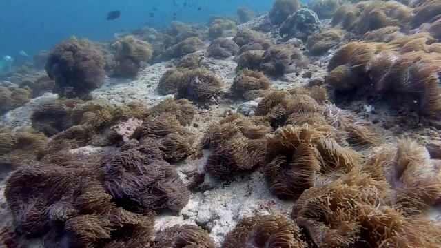 Diving @ Maldives (Furaveri, Raa Atoll, 12.2017) смотреть онлайн