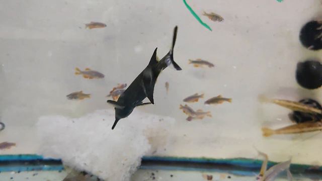 поход в зоомагазин Италия смотреть онлайн