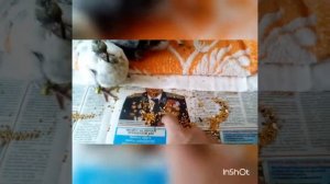Птенцы голубей начинают клевать сами