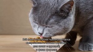 Брит: корм для кошек и котят, сухой и влажный