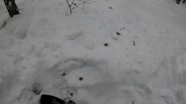 НА ПРЕДЕЛЕ! В ТАЙГУ ЗА МЕТАЛЛОМ. Что это было? Пихтоварка? ВЫВОЗИМ КОТЛЫ ИЗ ЛЕСА.