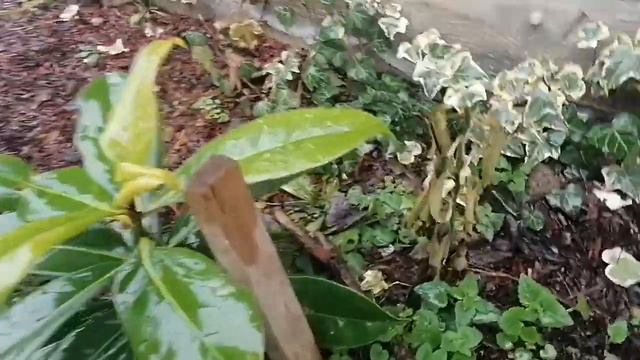 мои растения после таяния снега смотреть онлайн