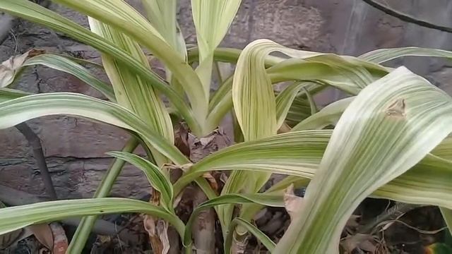 Indoor Plants : Ophiopogon : A Beautiful Indoor and Outdoor Plant must for your Homes and Gardens смотреть онлайн