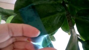 Замиакулькас или долоровое дерево ?