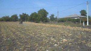 уборка остатков кукурузы с помощью минитрактора из мотоблока