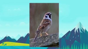 Что такое ауф