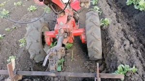 Обзор работы окучивания картофеля  с мотоблоком Агро за третьим разом.