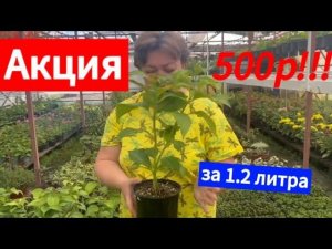 Акция продам гортензии дешево!!!